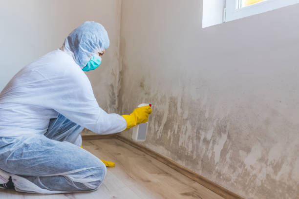 Licensed Mold Remediation service in Fremont, NC - WQB Mold Removal